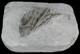 Crinoid (Histocrinus) Fossil - Crawfordsville, Indiana #92763-1